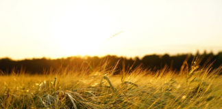 Zabiegi fungicydowe w obrębie zbóż ozimych