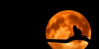 Jakie są ogólne zasady dotyczące rocznego rozliczenia podatku dochodowego?