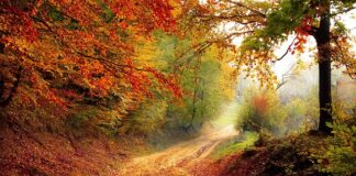 Ile razy w roku egzamin na doradcę podatkowego?