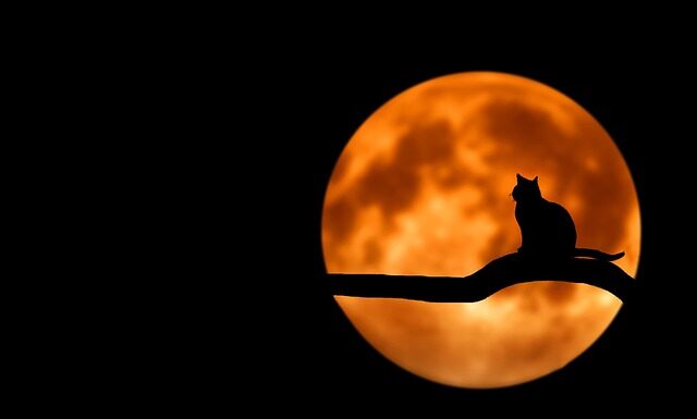 Kto składa roczne drą?