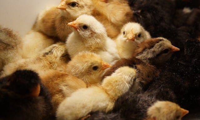 Kto może skorzystać z inkubatora przedsiębiorczości? Kto może skorzystać z inkubatora przedsiębiorczości?