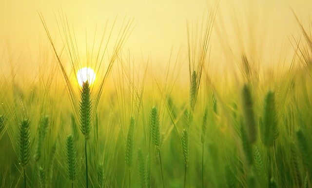 Gdzie najlepiej rozwija się rolnictwo w Polsce? Gdzie najlepiej rozwija się rolnictwo w Polsce?