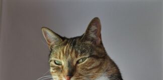 Co znaczy intuicyjny interfejs?