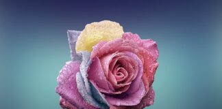 Czym różni się przedszkole od oddziału przedszkolnego?