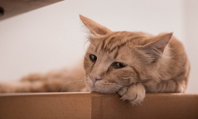 Na czym polega funkcja wychowawcza pielęgniarki?