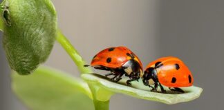 Jakie błędy popełniane są najczęściej podczas rozmowy kwalifikacyjnej?